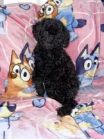 Chubby, a male Poodle - Toy  for sale in Berwyn, IL – 1 of 1