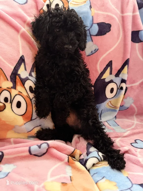 Buddy – Poodle - Toy  puppy for sale in Berwyn, IL