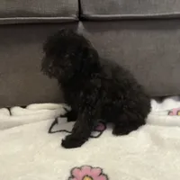 Mocha, a male Poodle - Toy  for sale in Berwyn, IL – 3 of 4