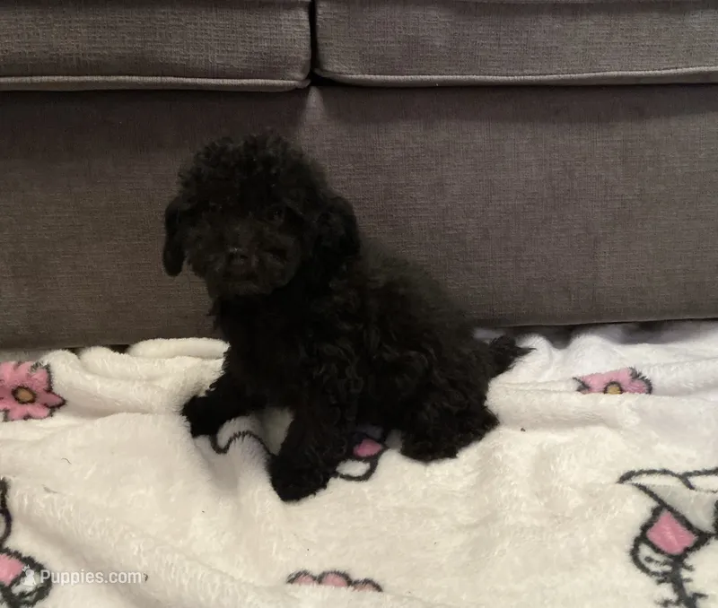 Mocha – Poodle - Toy  puppy for sale in Berwyn, IL