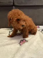 Hazelnut , a male Poodle - Toy  for sale in Berwyn, IL – 4 of 4