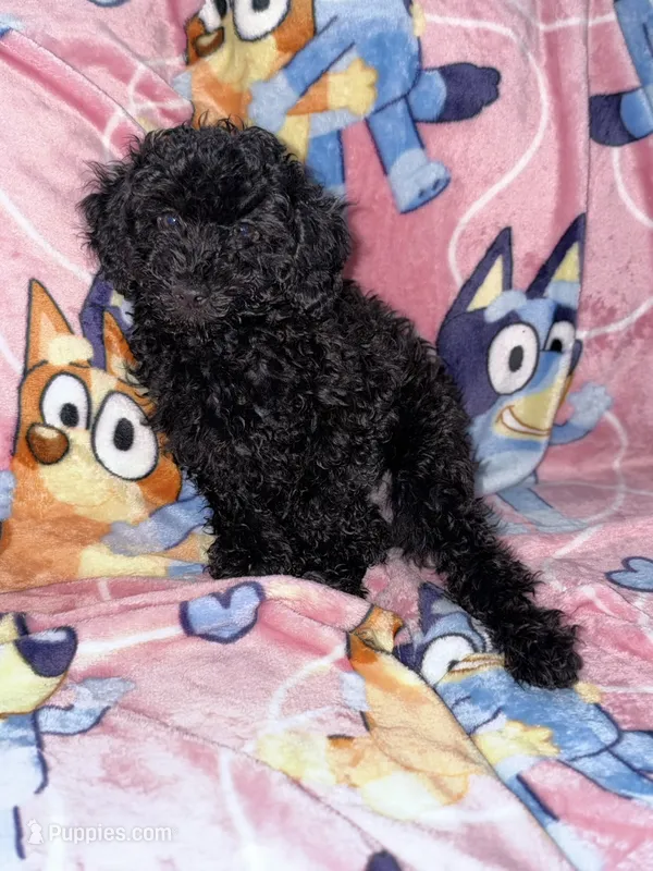 Rocky – Poodle - Toy  puppy for sale in Berwyn, IL