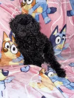 Rocky, a male Poodle - Toy  for sale in Berwyn, IL – 1 of 1
