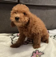 Hazelnut , a male Poodle - Toy  for sale in Berwyn, IL – 2 of 4