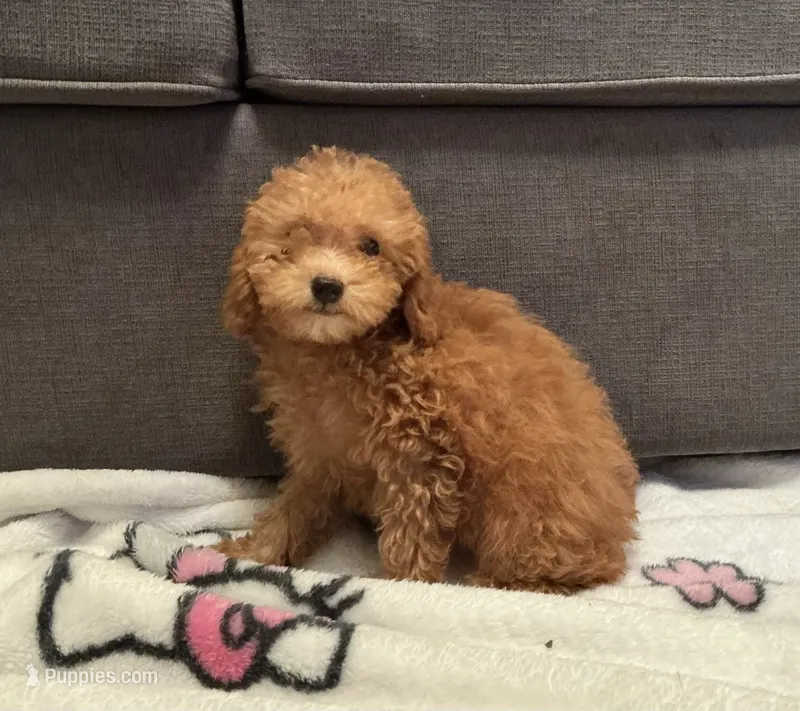 Caramel  – Poodle - Toy  puppy for sale in Berwyn, IL
