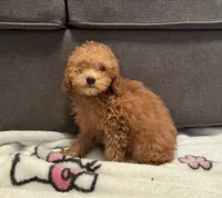 Caramel , a female Poodle - Toy  for sale in Berwyn, IL – 1 of 4