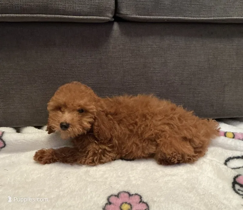 Hazelnut  – Poodle - Toy  puppy for sale in Berwyn, IL