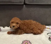 Hazelnut , a male Poodle - Toy  for sale in Berwyn, IL – 1 of 4