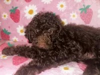 Nutella, a female Poodle - Toy  for sale in Berwyn, IL – 1 of 3