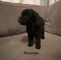 Penelope, a female Poodle - Toy  for sale in Berwyn, IL – 1 of 1