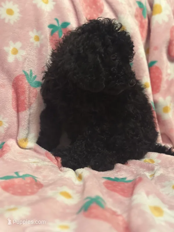 Onyx – Poodle - Toy  puppy for sale in Berwyn, IL