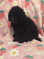 Onyx, a male Poodle - Toy  for sale in Berwyn, IL – 3 of 3