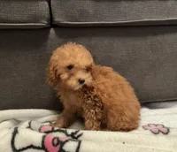 Caramel , a female Poodle - Toy  for sale in Berwyn, IL – 3 of 4