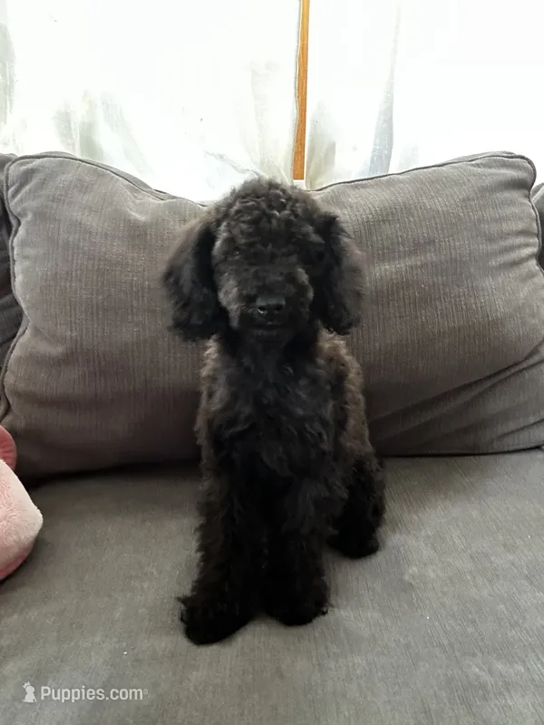 Bear – Poodle - Toy  puppy for sale in Berwyn, IL