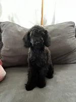 Bear, a male Poodle - Toy  for sale in Berwyn, IL – 1 of 4