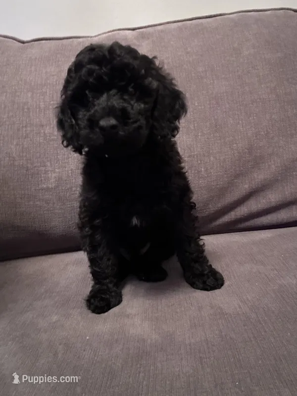 Ozzy – Poodle - Toy  puppy for sale in Berwyn, IL