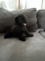 Bear, a male Poodle - Toy  for sale in Berwyn, IL – 2 of 4