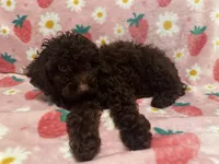Nutella, a female Poodle - Toy  for sale in Berwyn, IL – 2 of 3