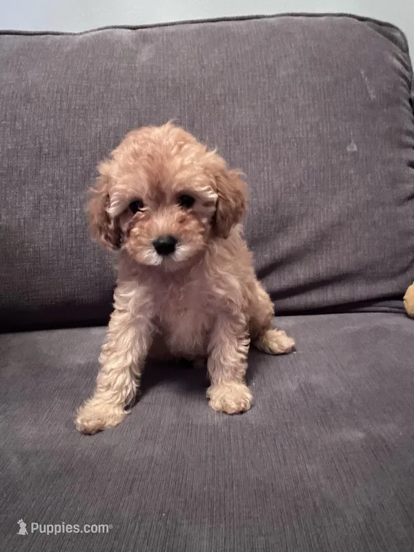 Izzy – Poodle - Toy  puppy for sale in Berwyn, IL