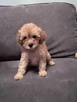 Izzy, a female Poodle - Toy  for sale in Berwyn, IL – Photo 1 of 2