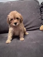 Izzy, a female Poodle - Toy  for sale in Berwyn, IL – Photo 2 of 2