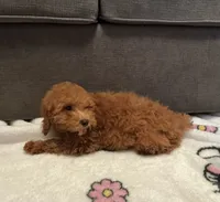 Hazelnut , a male Poodle - Toy  for sale in Berwyn, IL – 3 of 4