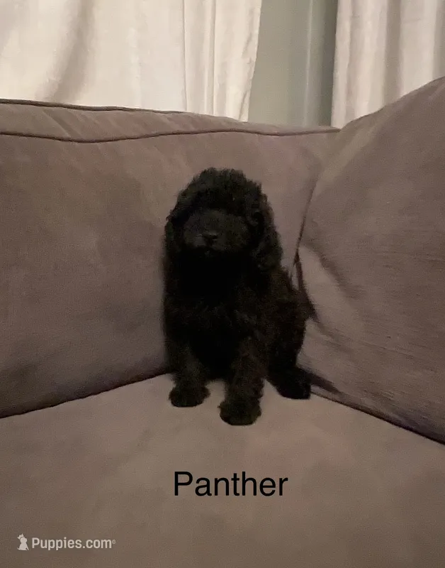 Panther  – Poodle - Toy  puppy for sale in Berwyn, IL