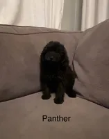 Panther , a male Poodle - Toy  for sale in Berwyn, IL – 1 of 1