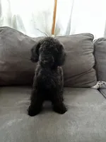Bear, a male Poodle - Toy  for sale in Berwyn, IL – 3 of 4