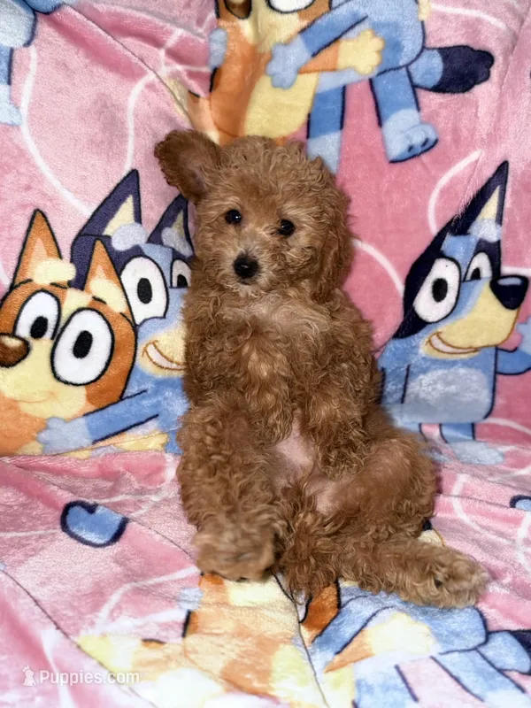 Ginger – Poodle - Toy  puppy for sale in Berwyn, IL