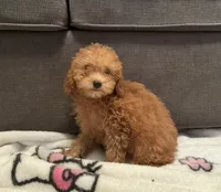 Caramel , a female Poodle - Toy  for sale in Berwyn, IL – 2 of 4