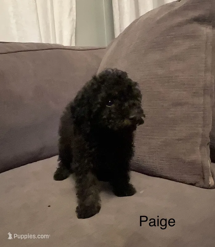 Paige – Poodle - Toy  puppy for sale in Berwyn, IL