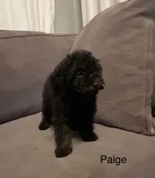 Paige, a female Poodle - Toy  for sale in Berwyn, IL – 1 of 1