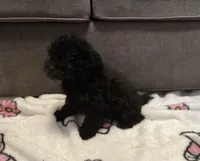 Mocha, a male Poodle - Toy  for sale in Berwyn, IL – 4 of 4
