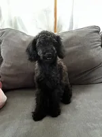 Bear, a male Poodle - Toy  for sale in Berwyn, IL – 4 of 4