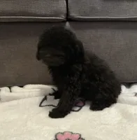 Mocha, a male Poodle - Toy  for sale in Berwyn, IL – 2 of 4