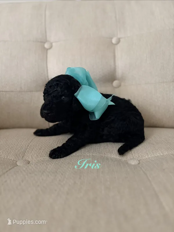 Iris – Poodle - Standard  puppy for sale in Fishers, IN