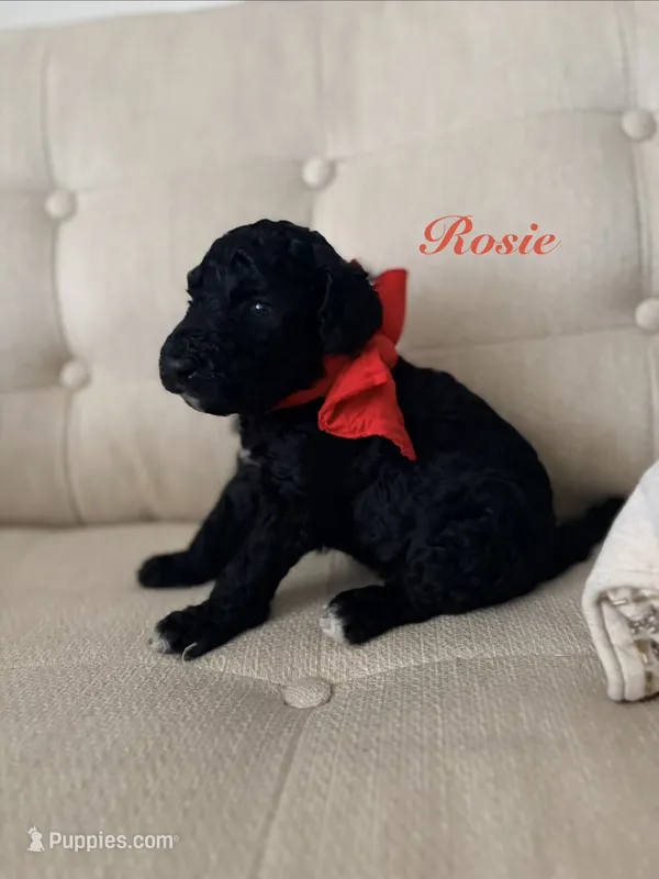 Rose – Poodle - Standard  puppy for sale in Fishers, IN