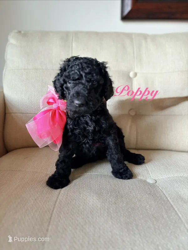 Poppy  – Poodle - Standard  puppy for sale in Fishers, IN