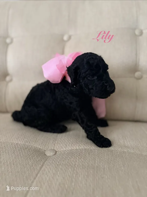 Lily – Poodle - Standard  puppy for sale in Fishers, IN