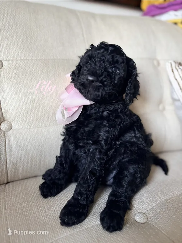 Lily – Poodle - Standard  puppy for sale in Fishers, IN