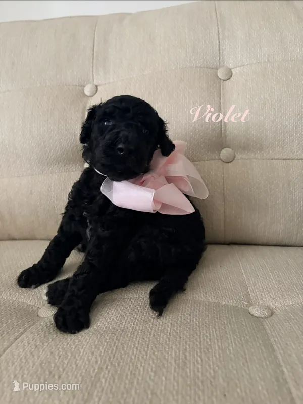 Violet  – Poodle - Standard  puppy for sale in Fishers, IN