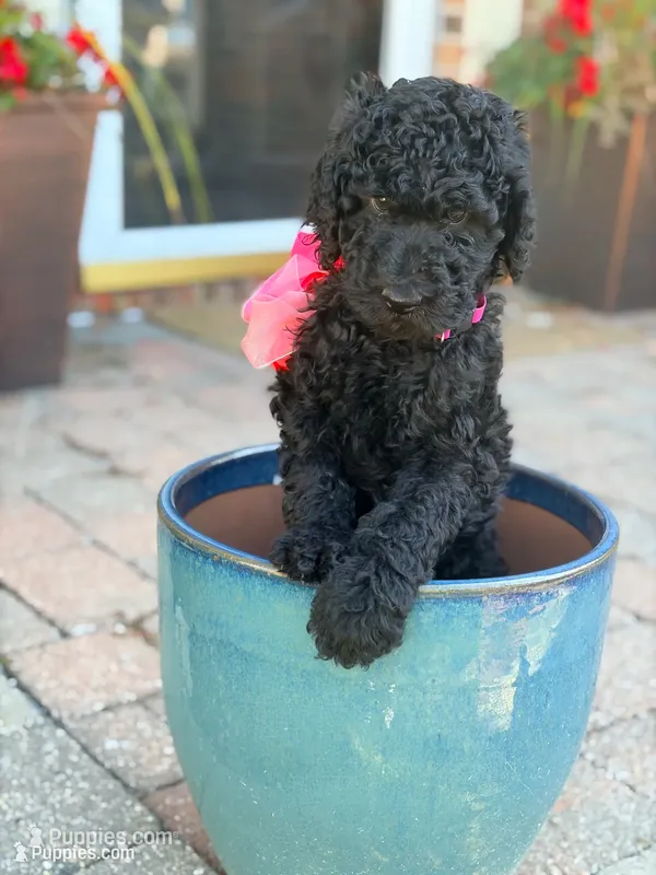 Poppy  – Poodle - Standard  puppy for sale in Fishers, IN