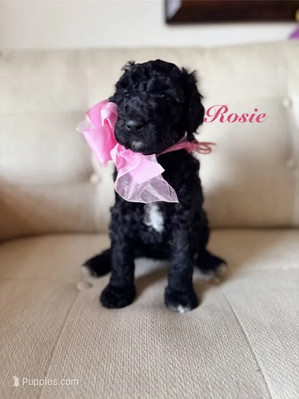 Rose – Poodle - Standard  puppy for sale in Fishers, IN
