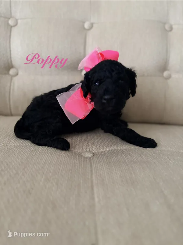 Poppy  – Poodle - Standard  puppy for sale in Fishers, IN