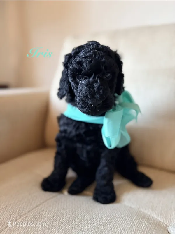 Iris – Poodle - Standard  puppy for sale in Fishers, IN