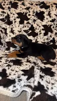 Light Purple 2, a female Rottweiler for sale in Fort Worth, TX – 3 of 4