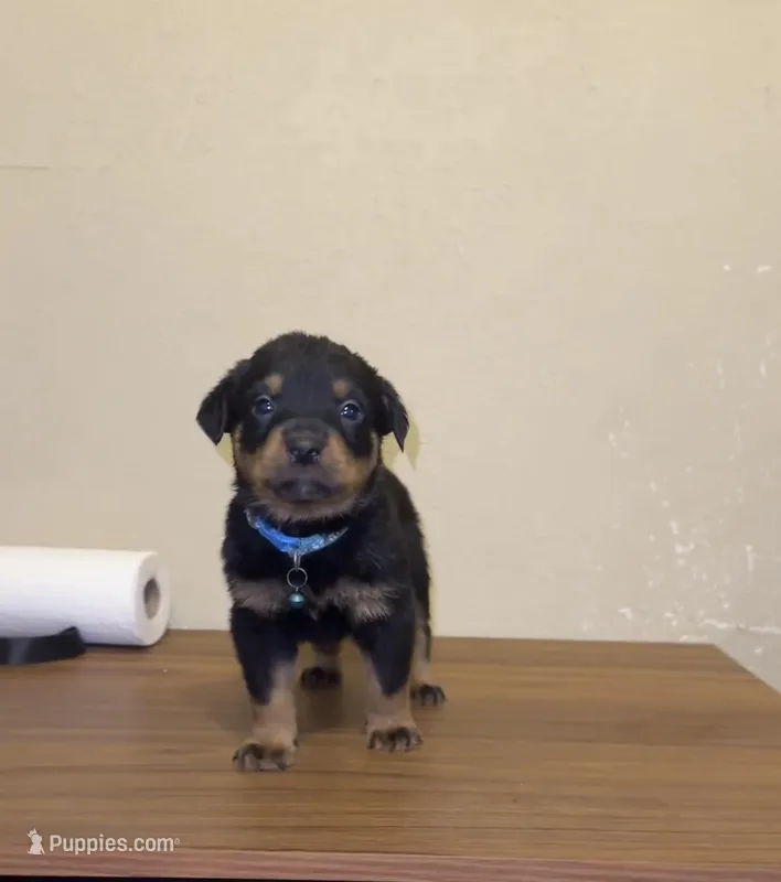 Baby Blue – Rottweiler puppy for sale in Fort Worth, TX