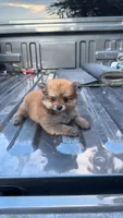 Sanji (ACA Regs), a male Pomeranian for sale in Fort Worth, TX – 2 of 6