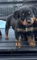 Light Pink, a female Rottweiler for sale in Fort Worth, TX – 4 of 4